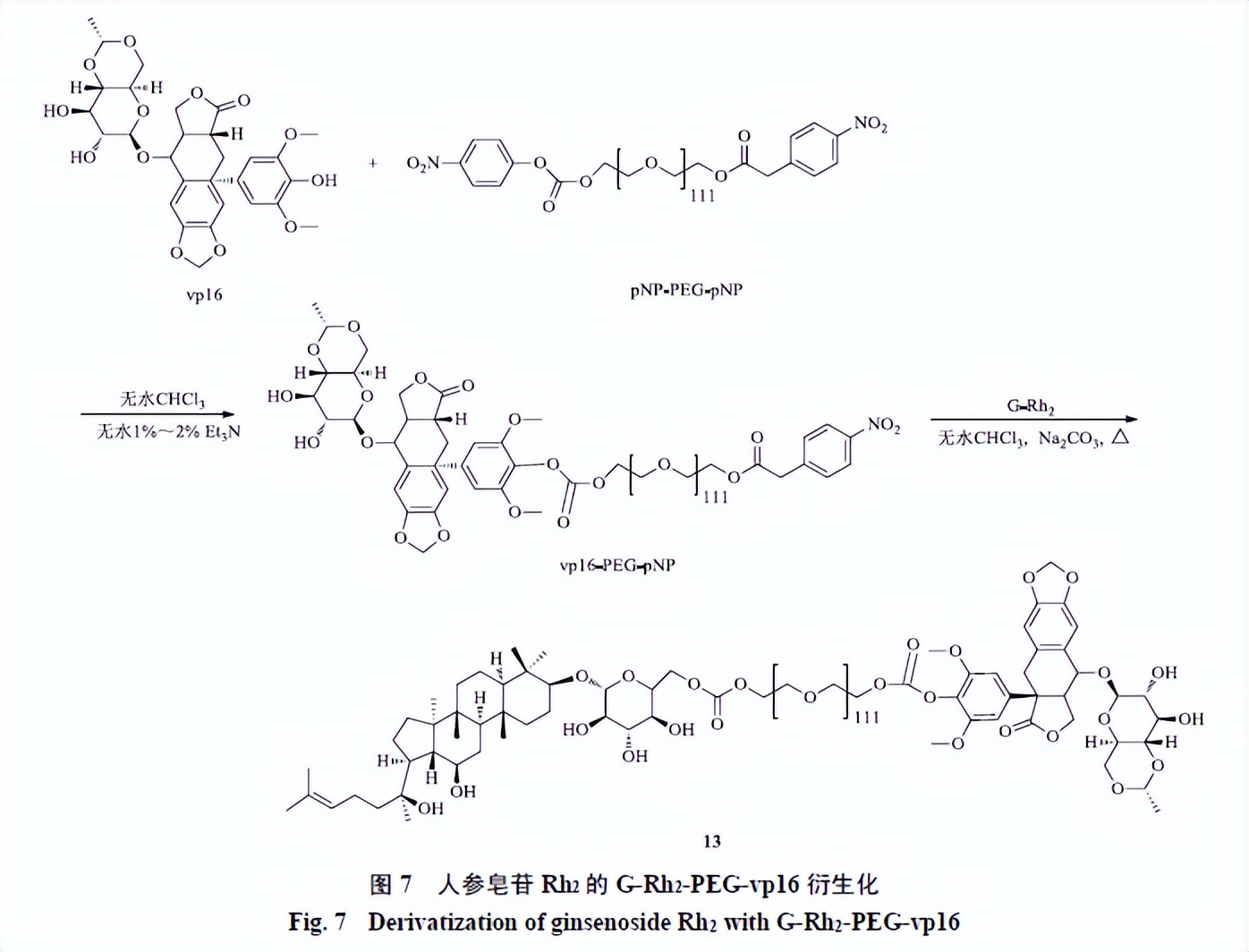 人参皂苷类化合物,人参皂苷结合物