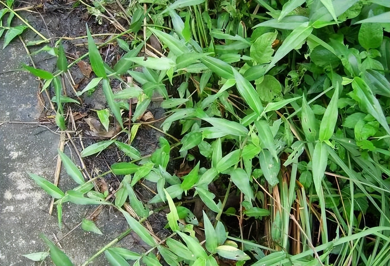 植物识别小口诀，总结的太全了！