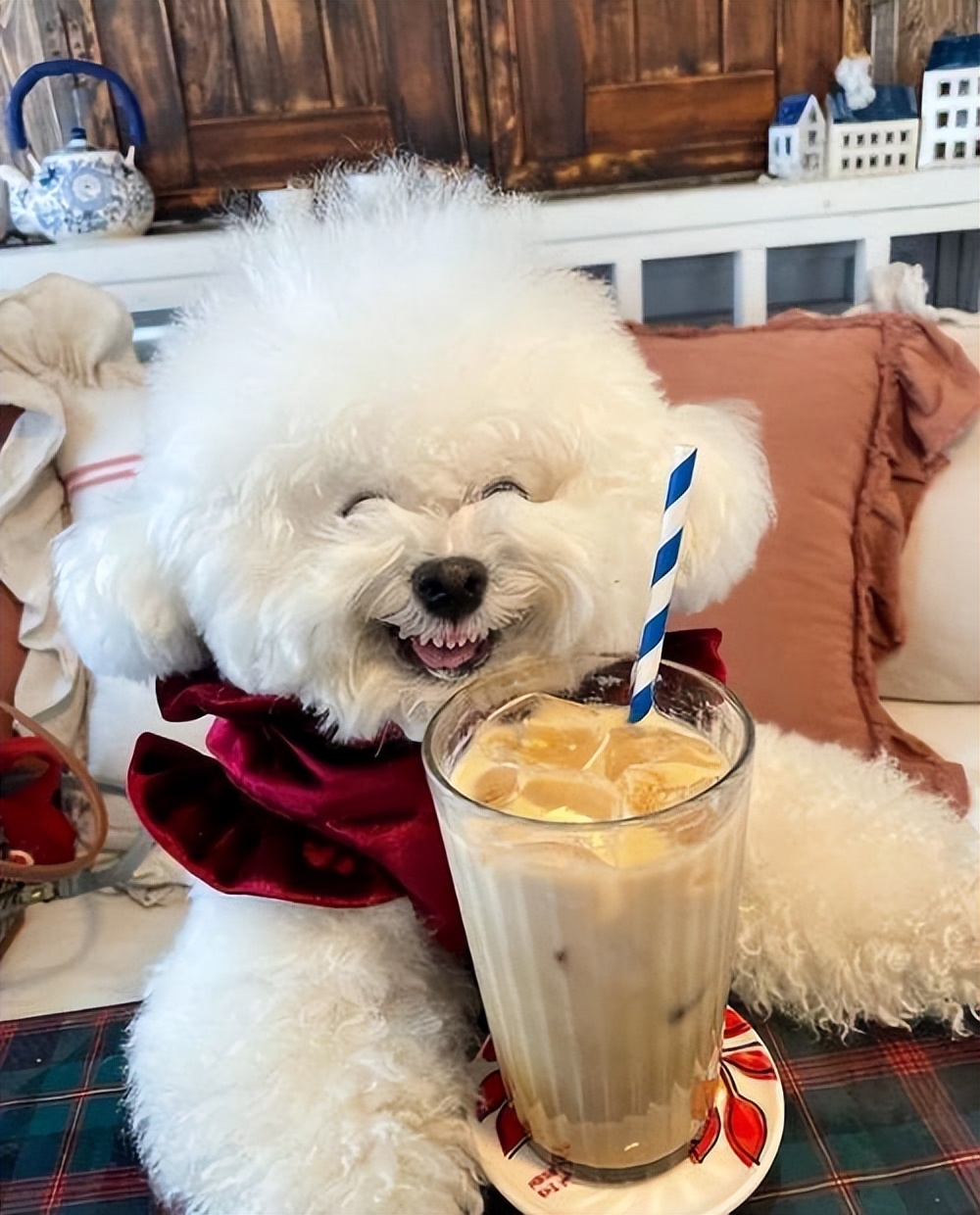 比熊和柯基哪一个好点,比熊好还是柯基好