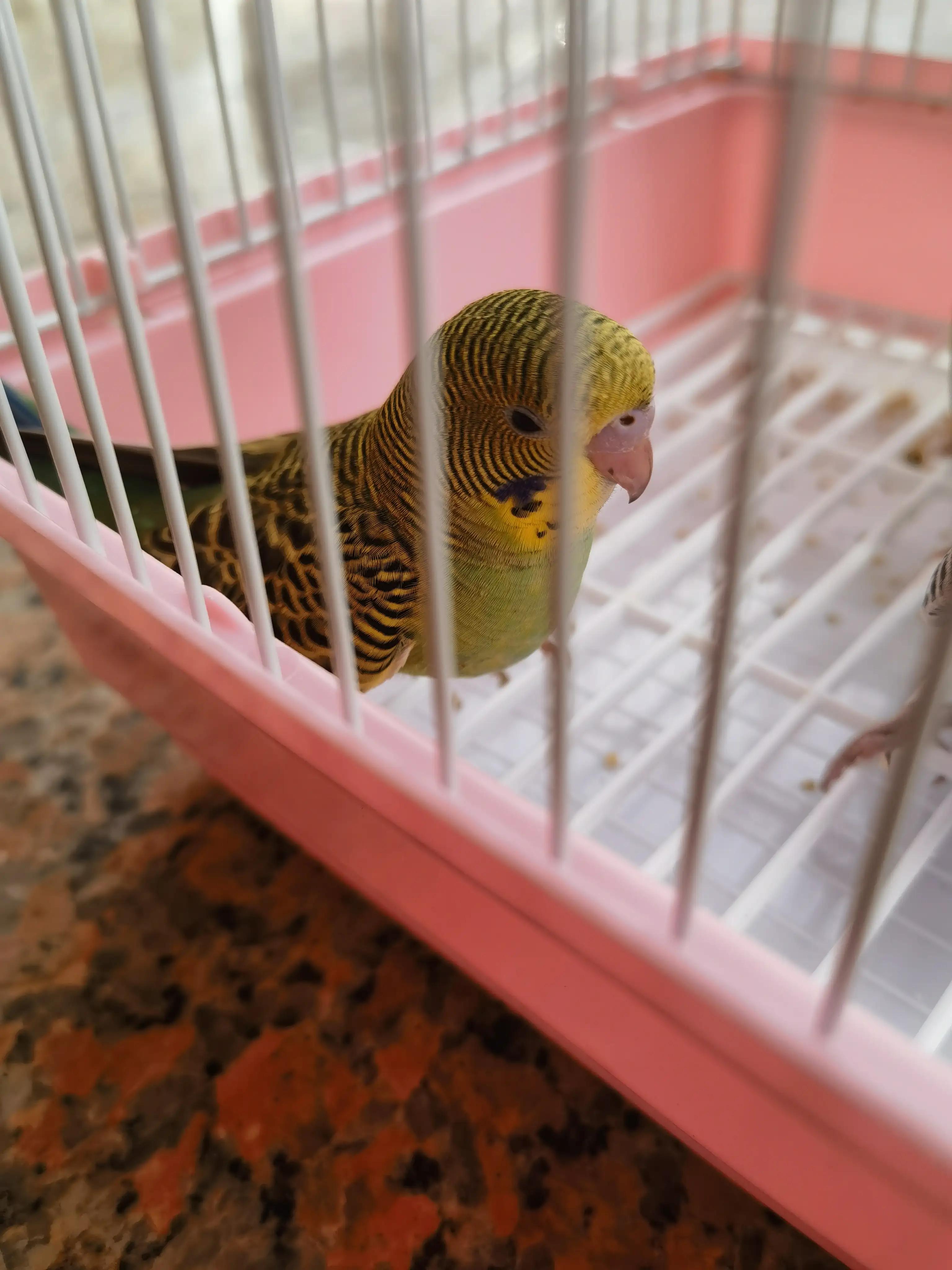 20-25天的虎皮鹦鹉能分出公母吗,1一3个月的虎皮鹦鹉怎样分公母