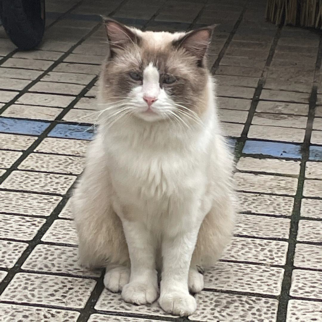 暹罗猫和布偶猫怎么区分,暹罗猫跟布偶猫有什么区别