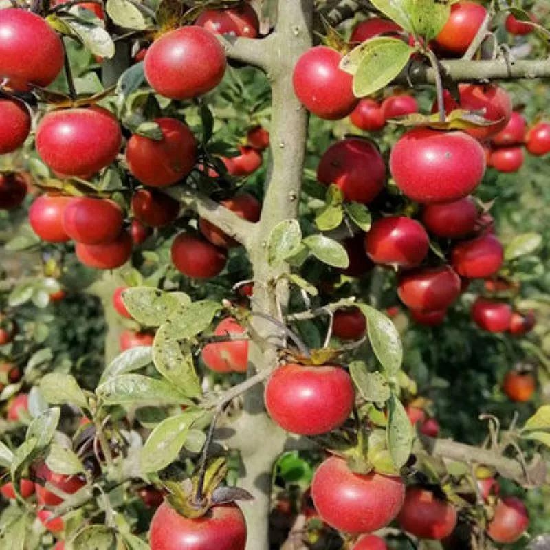 农村种植高钙果,钙果种植致富方法