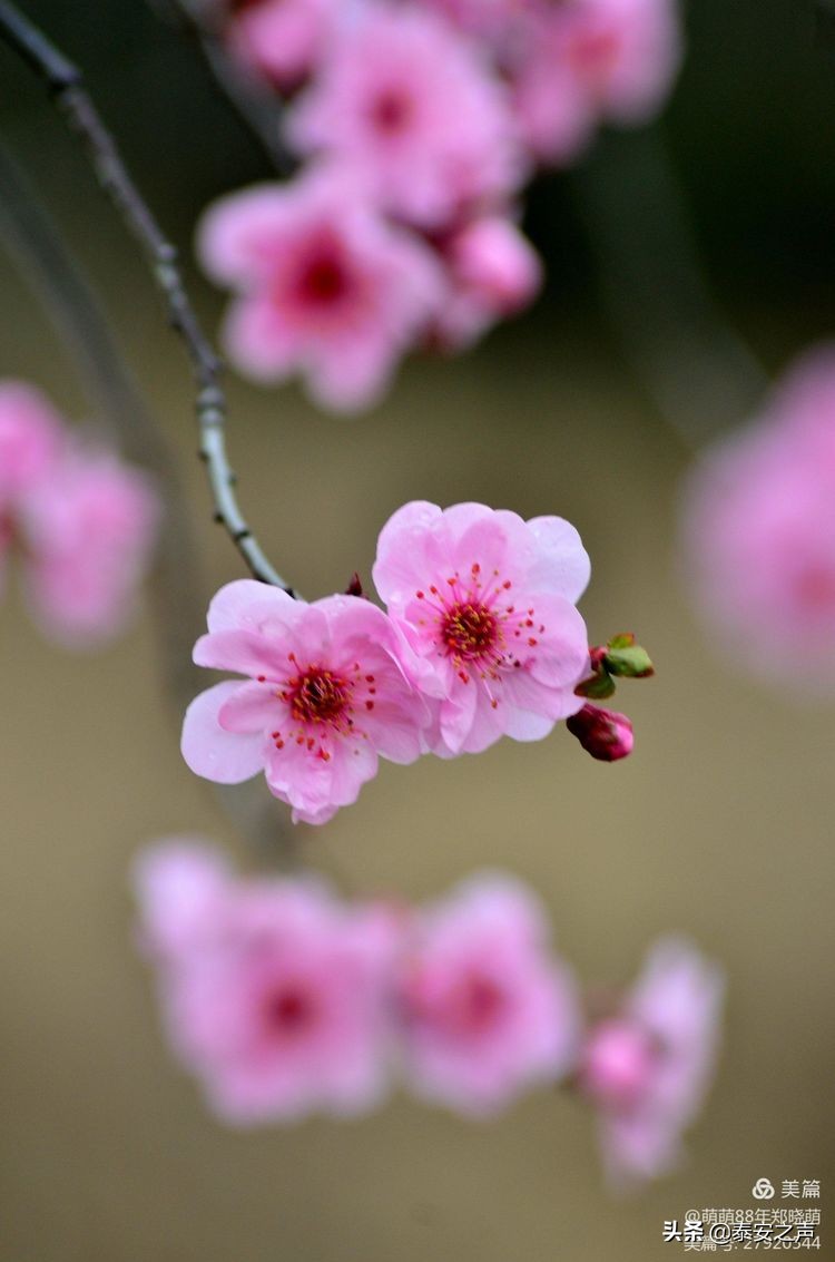春风拂柳梅花开,桃李春风梅花开