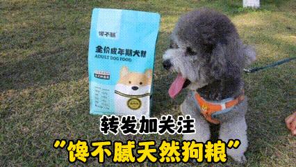 养狗的好处和养狗的坏处视频,养狗对人身体的好处有哪些