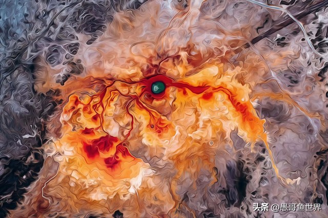 青海湟鱼那么多为什么要保护,救命的青海湖湟鱼