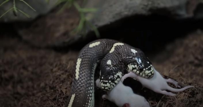 10种怪异的两个头动物,10种变异双头动物