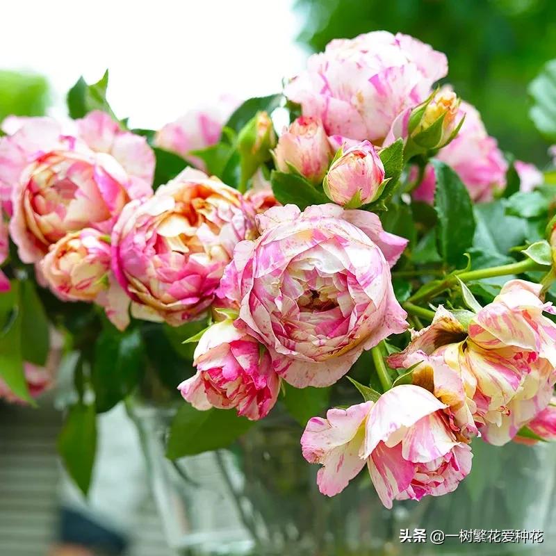 波浪边花型月季,爱杜尔马奈和伊蕾莎丝特