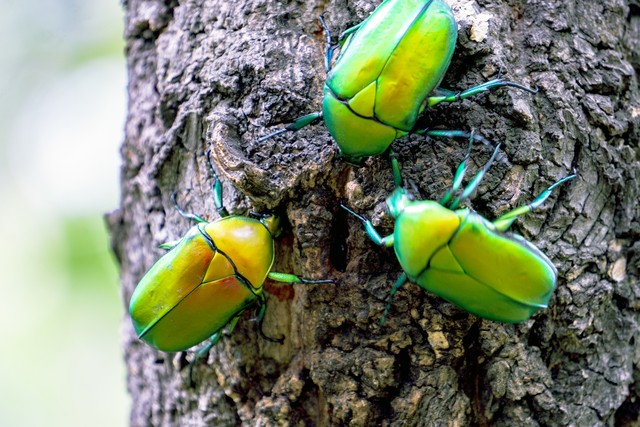 乡土散文:村庄的树