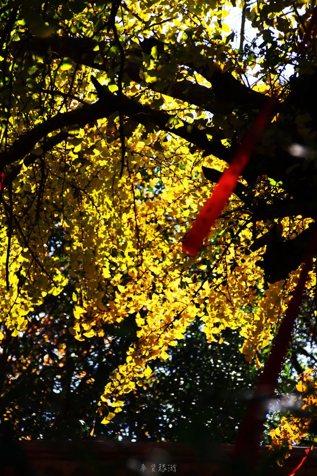 二严寺万佛阁银杏黄啦~古刹银杏，来领取奉贤最禅意的浪漫