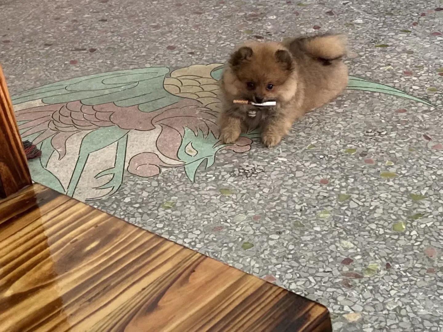 养狗小知识大全金毛,养狗小知识大全泰迪