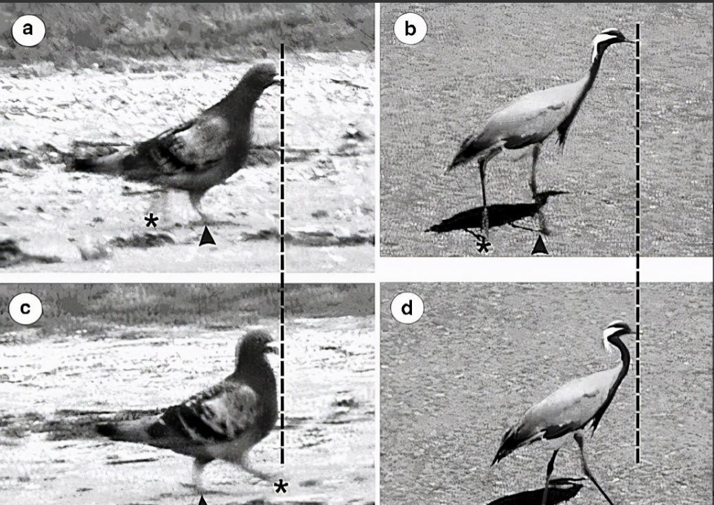 云台防抖是通过鸡头的原理,云台防抖是通过鸡头的原理吗