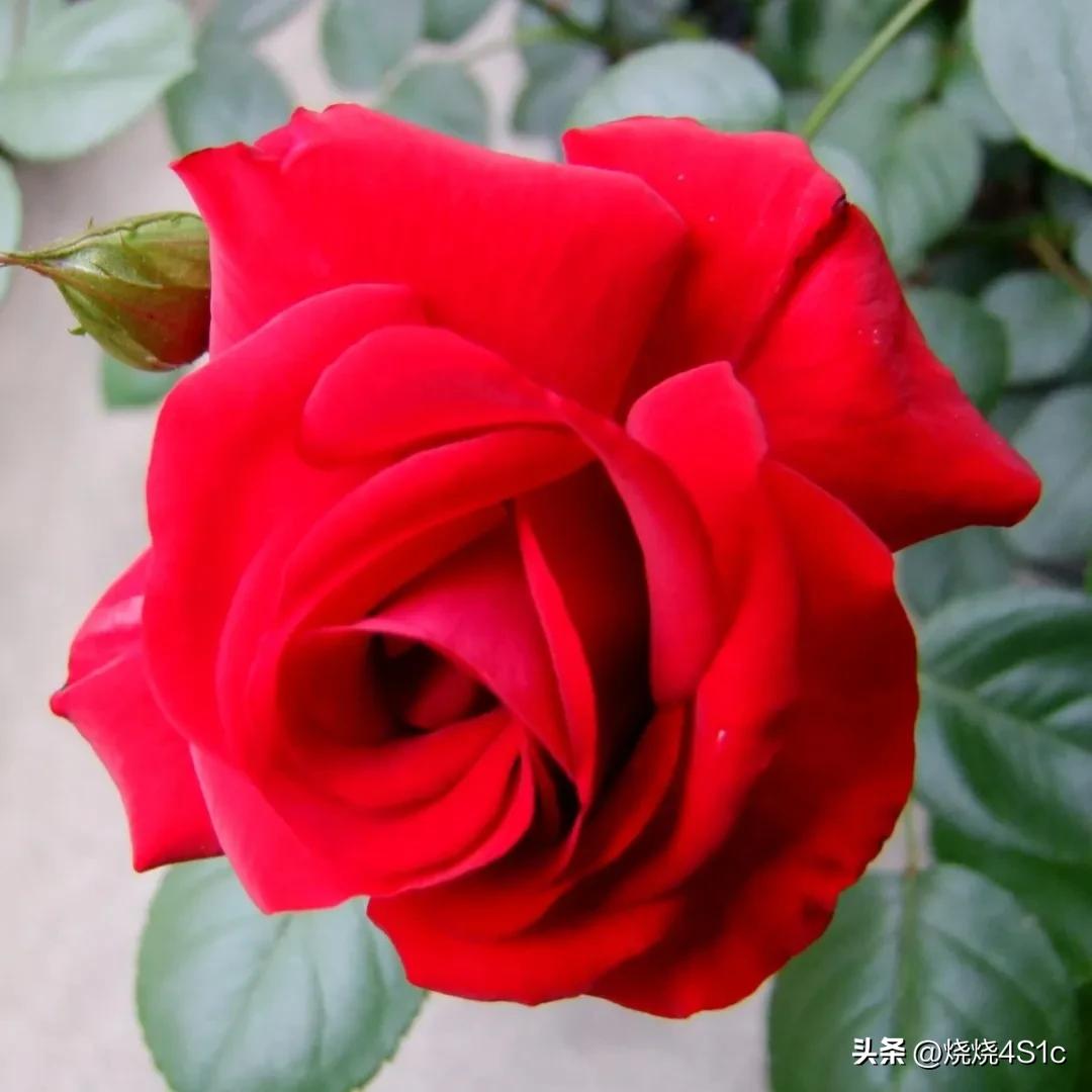 月季花开姹紫嫣红争奇斗艳,月季花开了千姿百态美不胜收