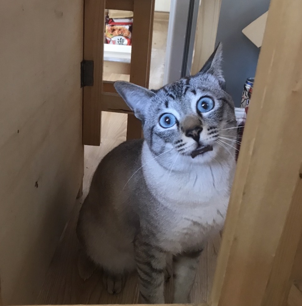 节奏“完美卡点”心肺复苏术，《最炫民族风》成“救命神曲”？