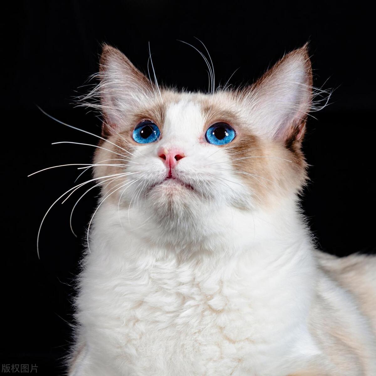 猫咪视力的特点,猫咪的视力多久变得正常