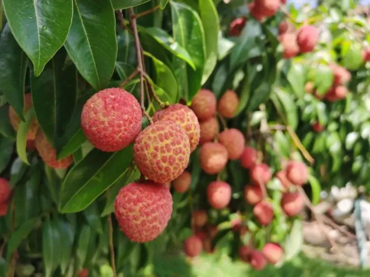 广西贵港著名的地方,广西贵港风情尽收眼底