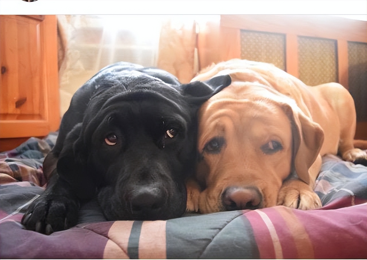 狗狗在配种时“哭天抢地”，原因有这几个