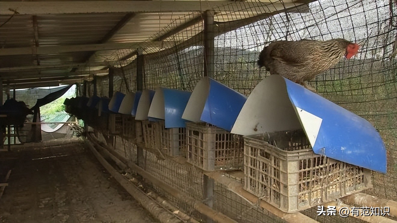 中科院博士裸辞,中科院博士谈裸辞开民宿