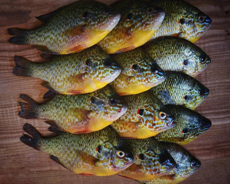 最好养的观赏鱼冷水鱼有哪些中型,冷水鱼有哪些观赏鱼比较好看