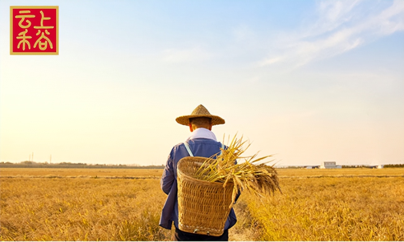 云上禾谷粮油怎么加盟,云上禾谷加盟利润