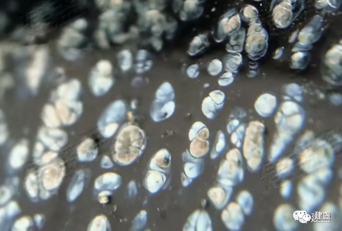 建盏精品展示视频,建盏彩釉极品图片大全