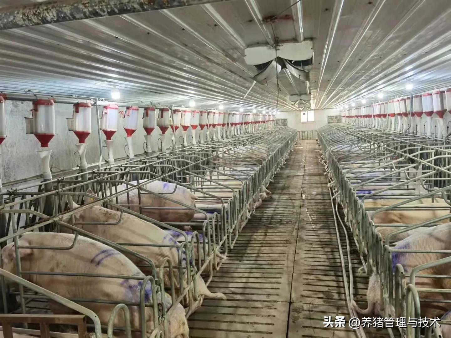 现代猪场猪怎么养殖的,养猪生产技术手册