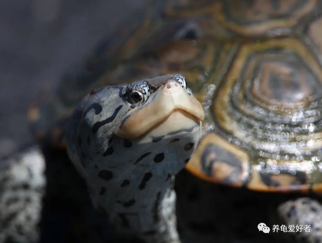 有人说巴西脸龟类已经衰败了，要沦为龟市末流？