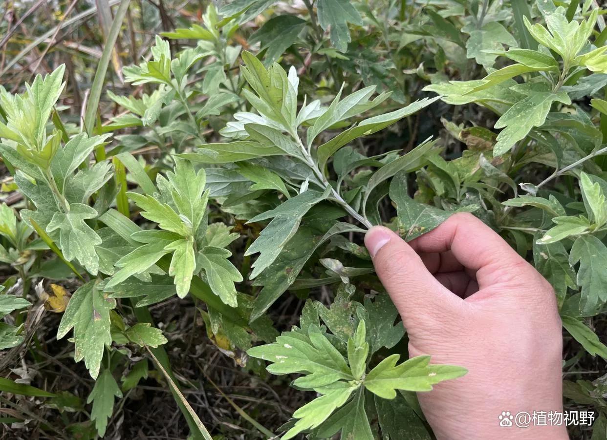自己在家制作艾草熏香,家用艾草熏香精油
