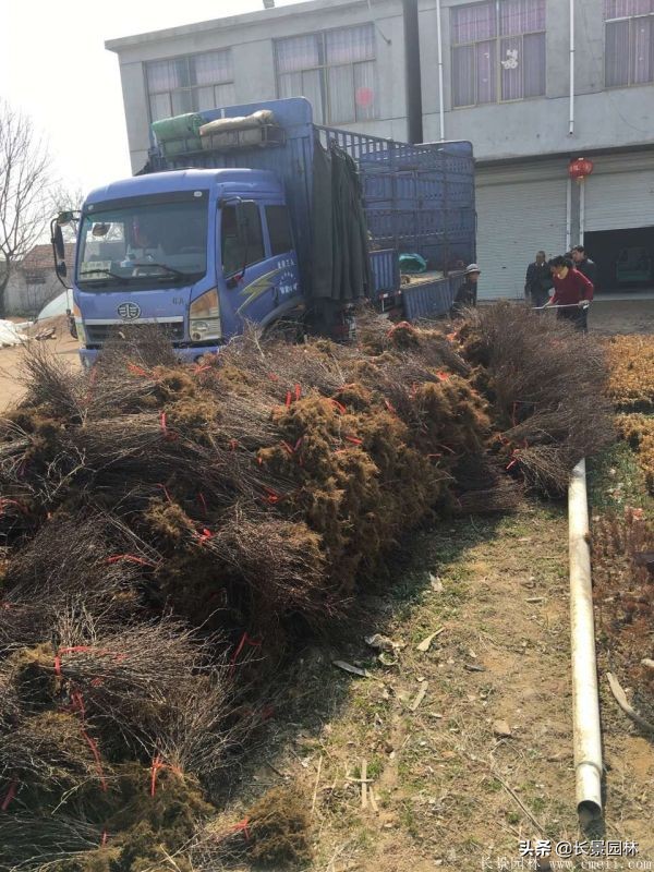 红叶小檗紫叶小檗的价格,红叶小檗幼苗批发基地