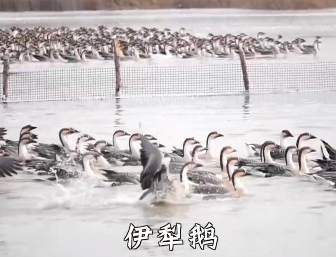 养鹅3000只被拐走,东北大爷养大鹅被大雁拐走3000只