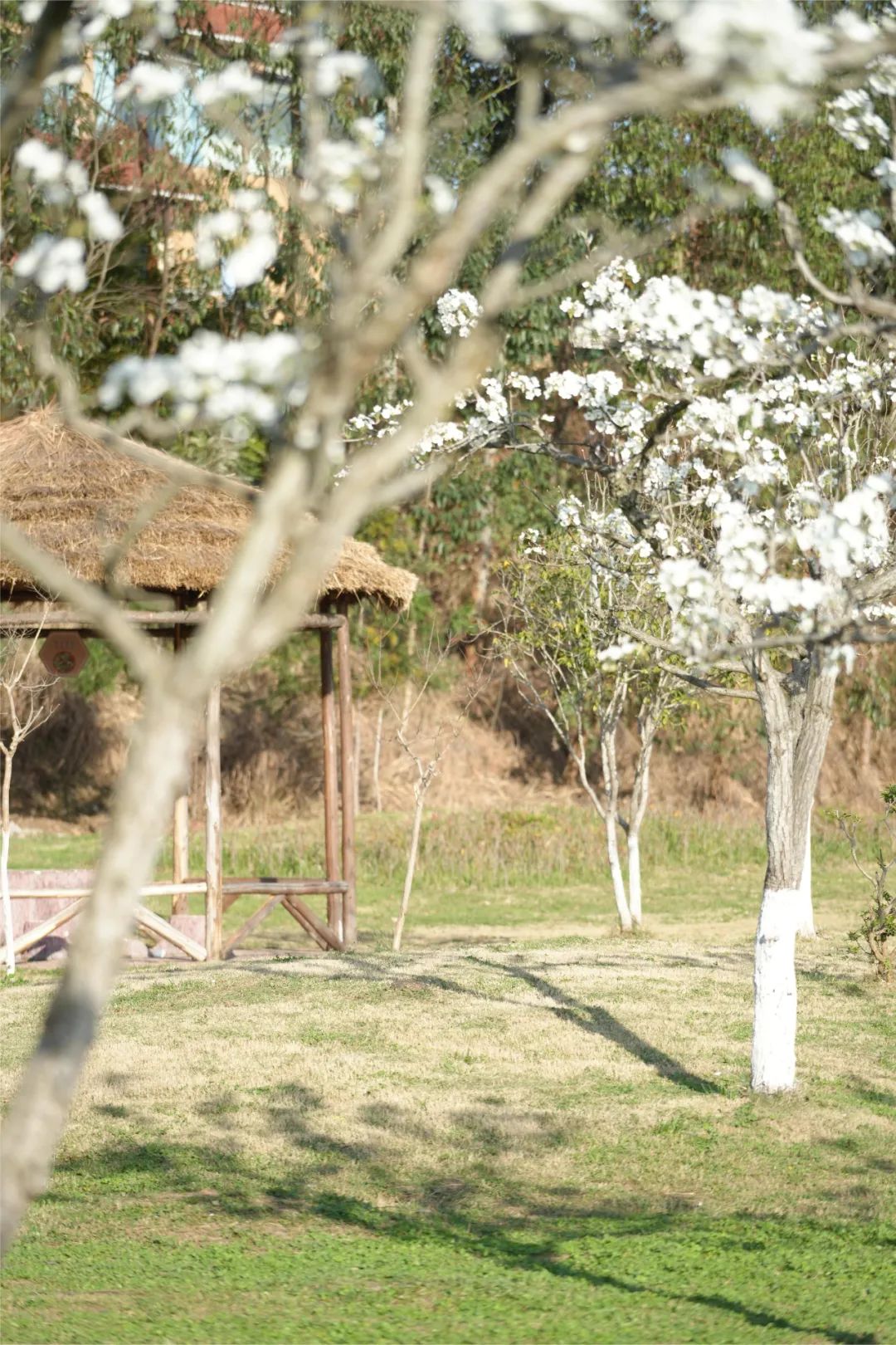 成都市区现实版桃花源记在哪里,成都公交可达的古镇