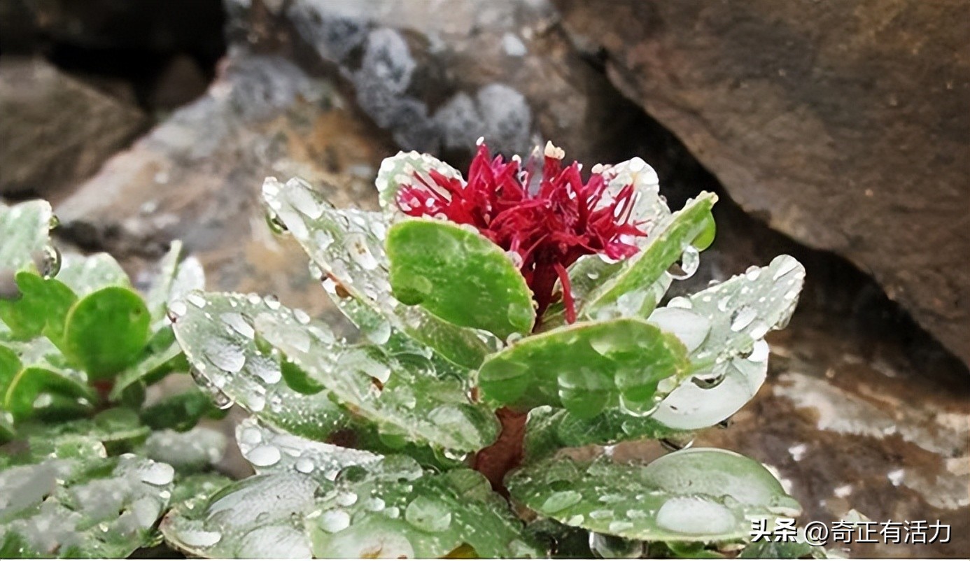送你一朵大红花,给你一朵大红花音乐
