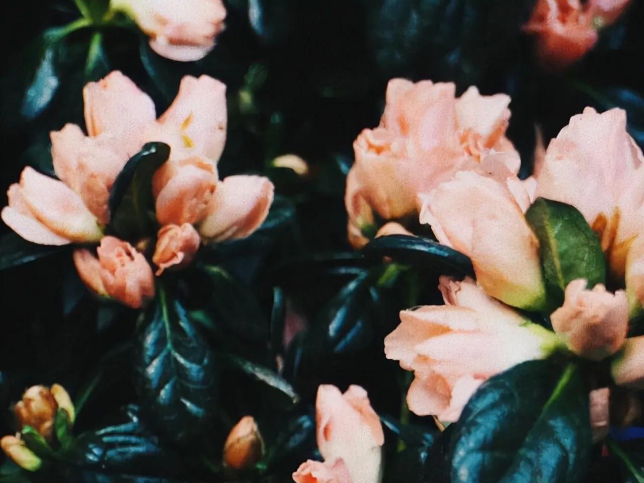 人生百味谁能不累熬过就是重生,人生百味谁能不累熬过了就是重生