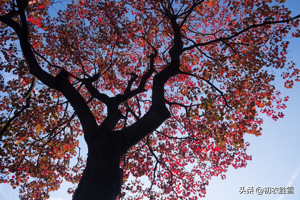 秋天乌桕诗句,秋天乌桕的诗句