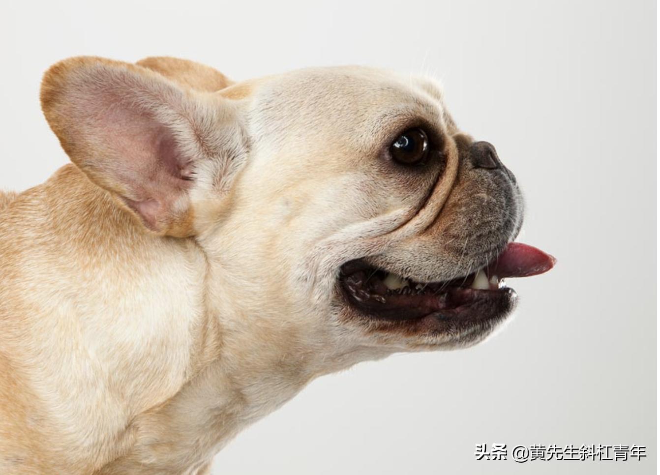 狗几千年前长什么样,远古时期的狗长什么样子