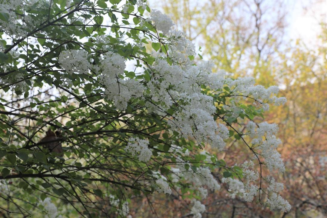 鐩哥害鍐滃ぇ,鐩歌仛浜戠鐩哥害鍐滃ぇ