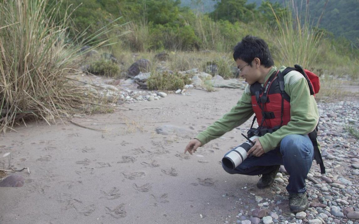 保护百鸟之王绿孔雀,中国的百鸟之王绿孔雀