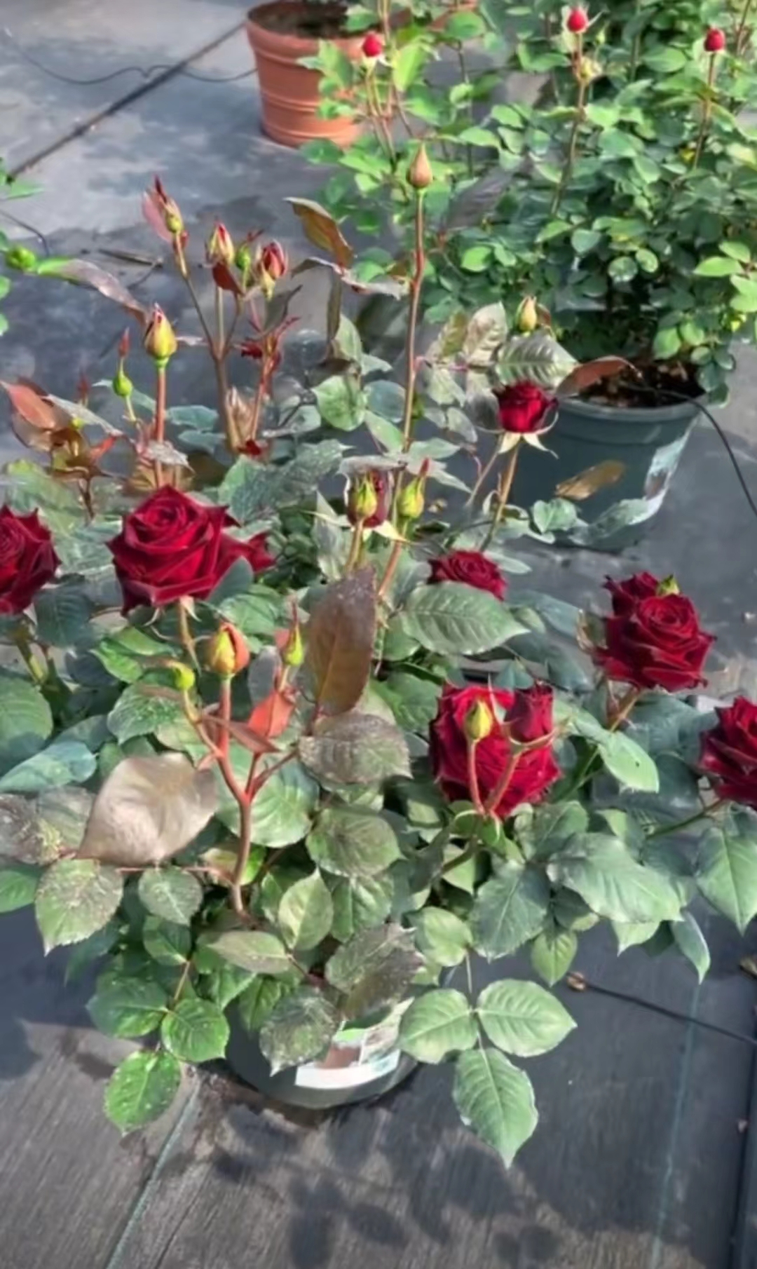 亚伯拉罕月季品种优缺点,爬藤月季品种的优缺点