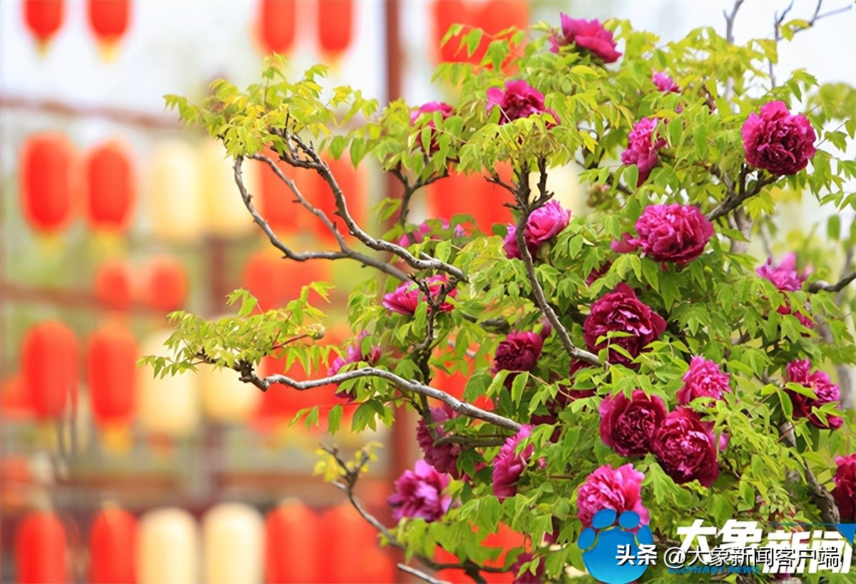 花开时节动京城最美不过洛阳城,花开时节动京城洛阳