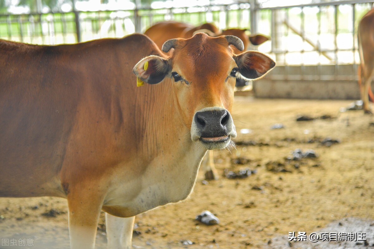 养殖场安装光伏可行性报告,成都养殖场可行性研究报告
