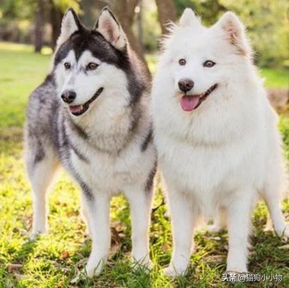 萨摩耶和哈士奇在一起会怎么样,萨摩耶跟哈士奇对比