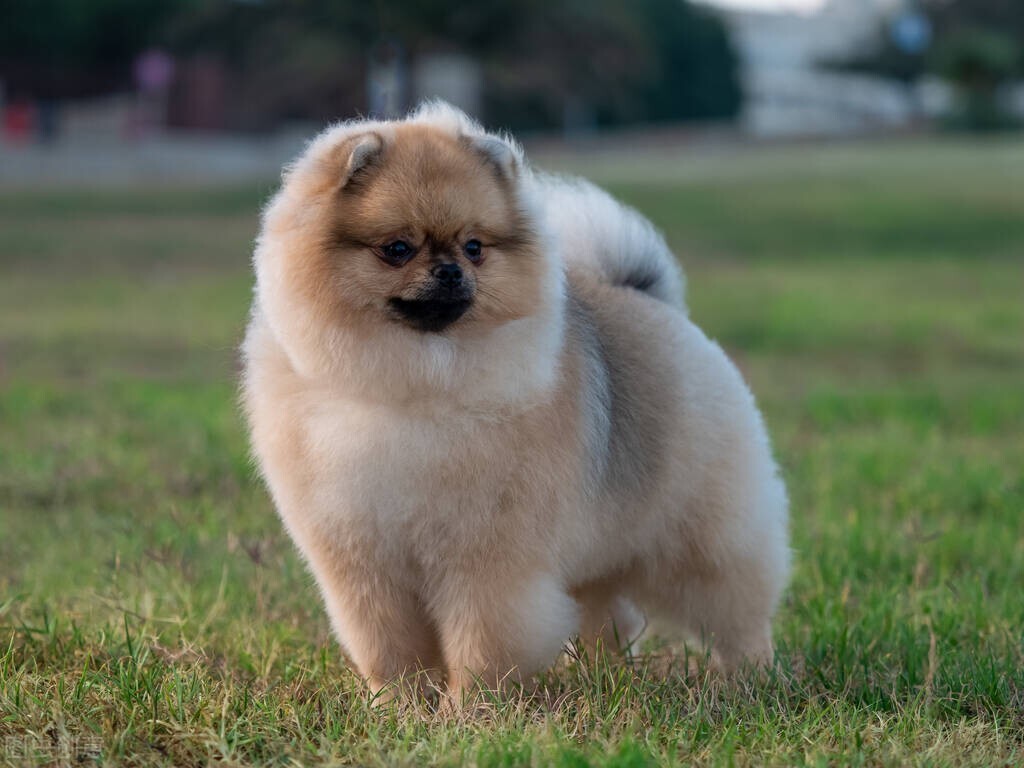 属狗人的感情是真的吗,属狗人经历几次恋爱成熟