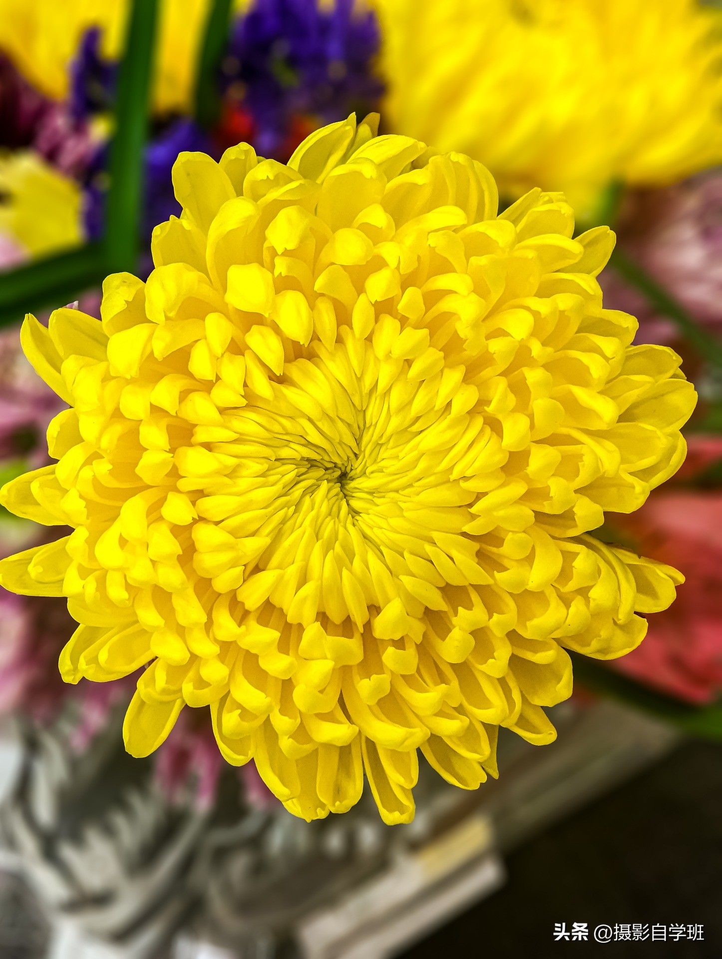 手机摄影教程花卉拍照方法,手机拍摄花卉教你4个拍摄角度