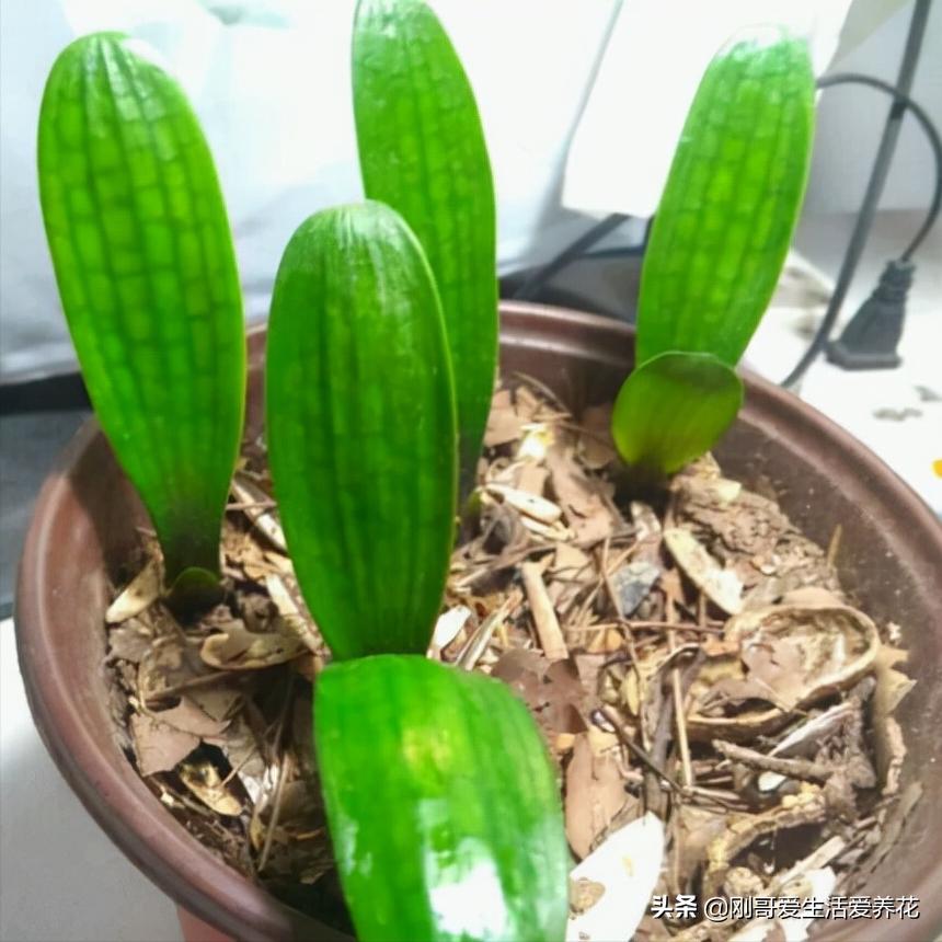 如何养护君子兰的常识,君子兰如何养护才能养好