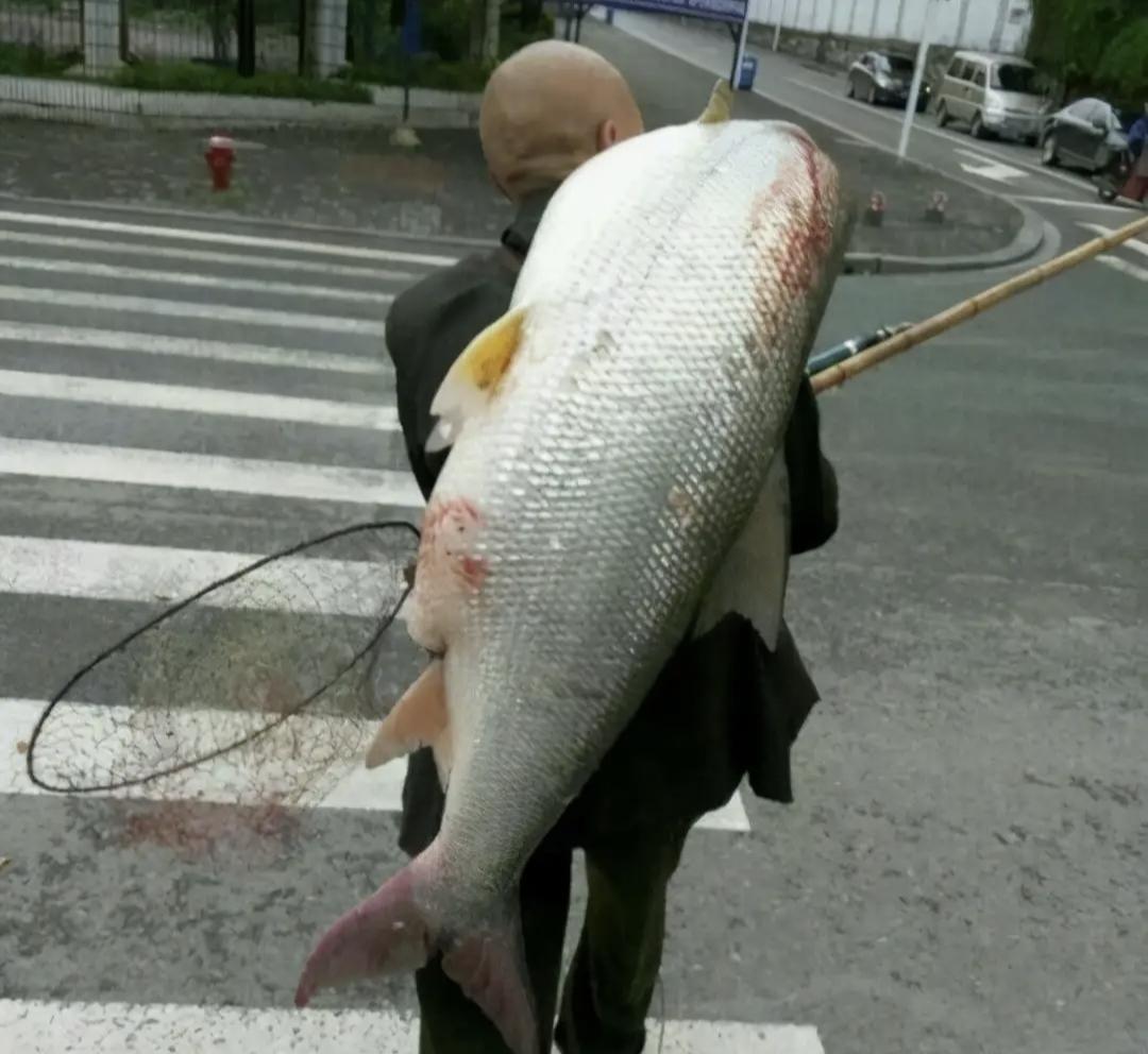三峡大坝里最大鳡鱼,三峡大坝鱼群画面里部分大鳡鱼