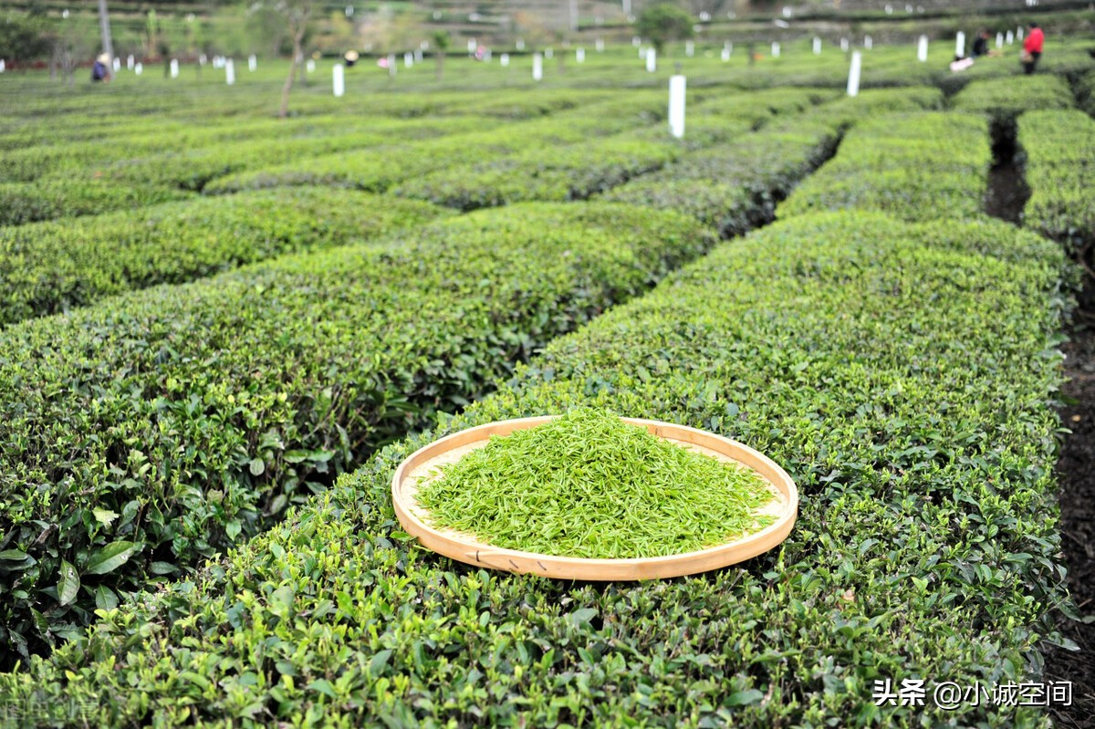 带你了解金骏眉,苏州茶叶碧螺春