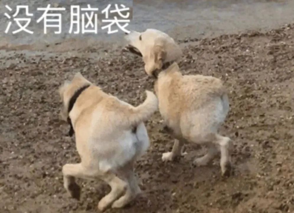 遛机械狗兼职,遛机械狗