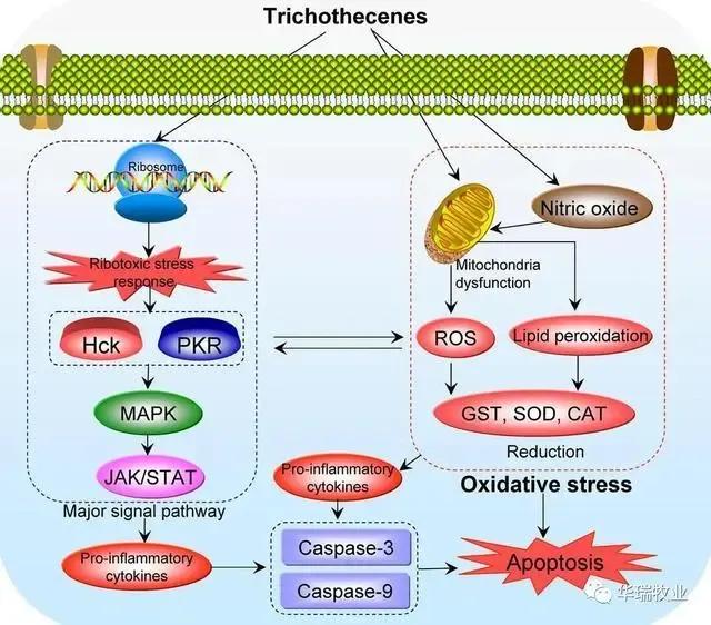 脱霉剂产品种类繁多你买对了吗,脱霉剂怎么区别好与差