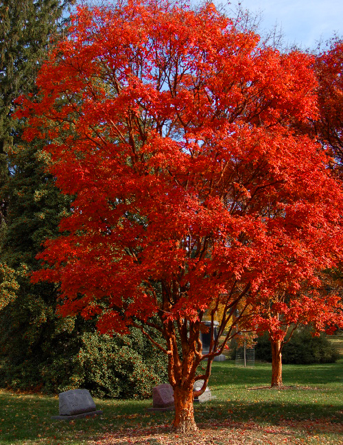 树卖多少钱一棵,什么树栽一棵值钱上十万元