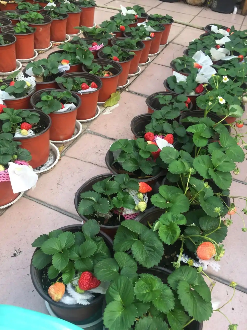 百花齐放春意浓群芳争艳,百花齐放喜迎新春