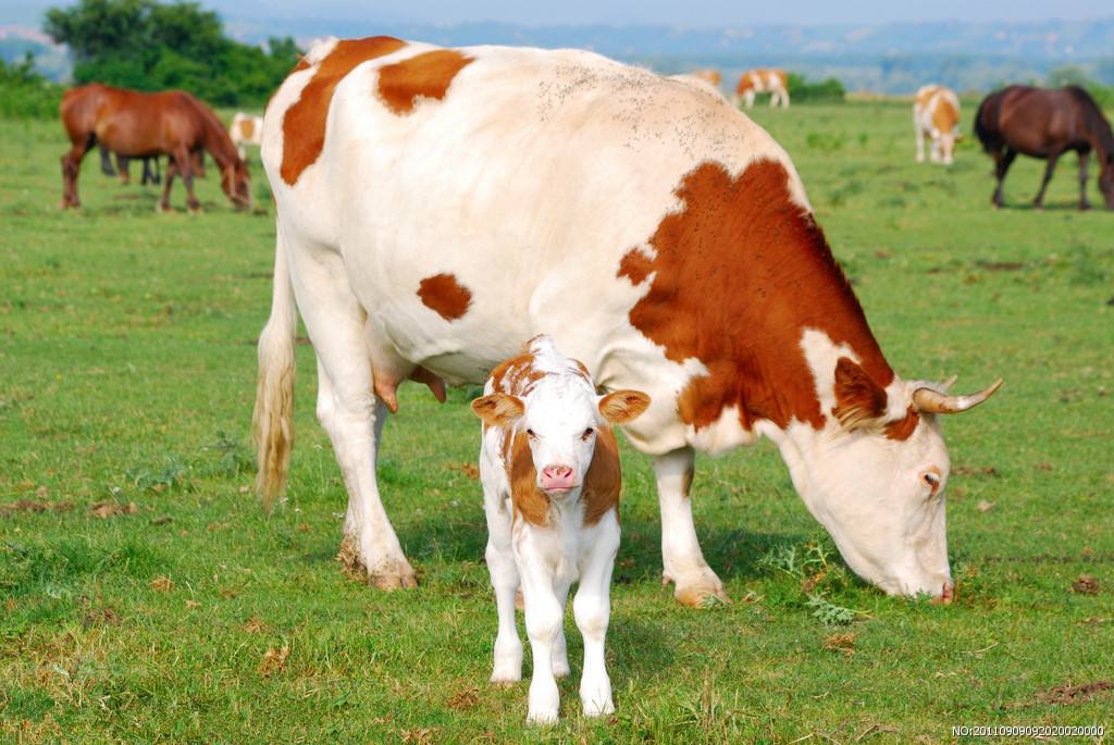 怎么判断母牛发情？怎么知道母牛是否排卵？以下牛繁殖技术请收藏